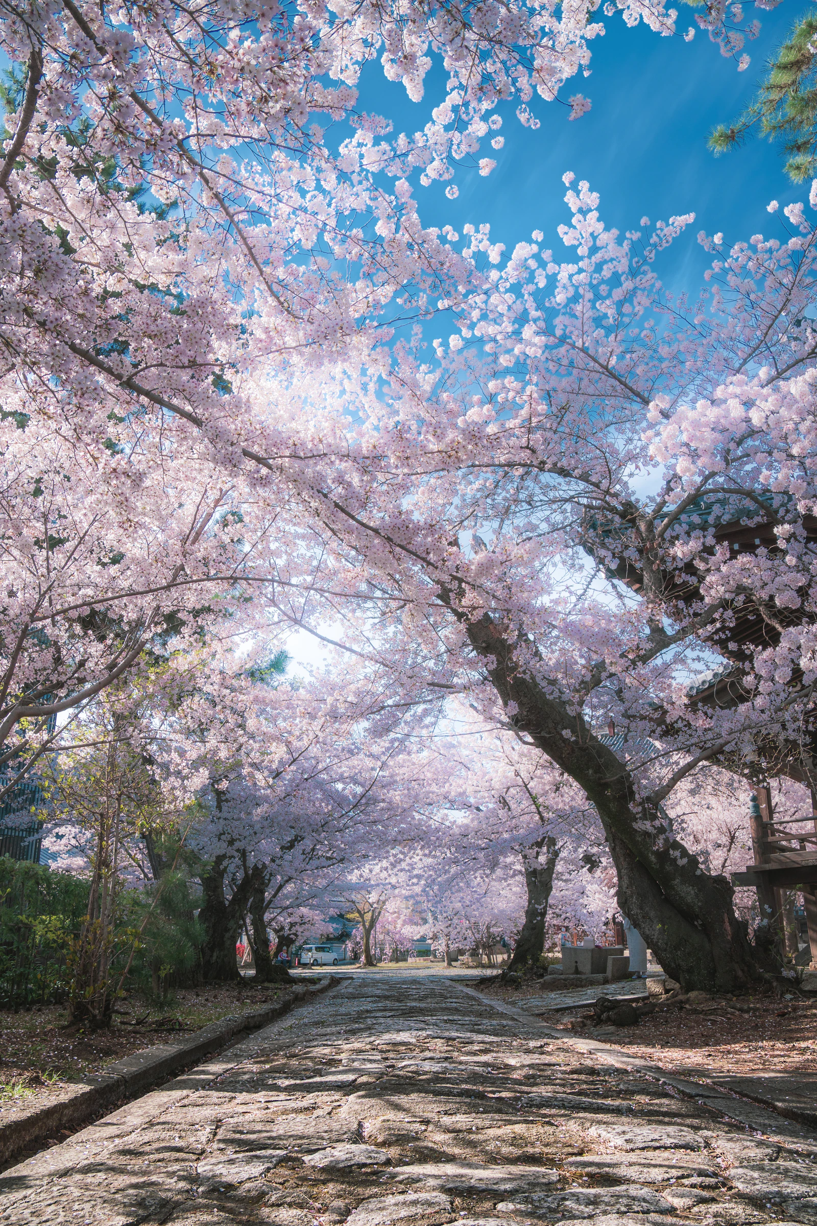 Kirschblütenallee in Kyoto in Japan im April