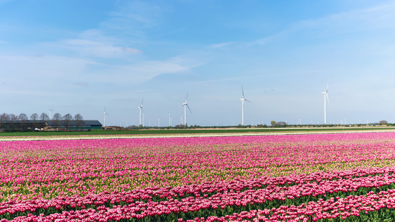 Rote und weiße Tulpenfelder in den Niederlanden im April