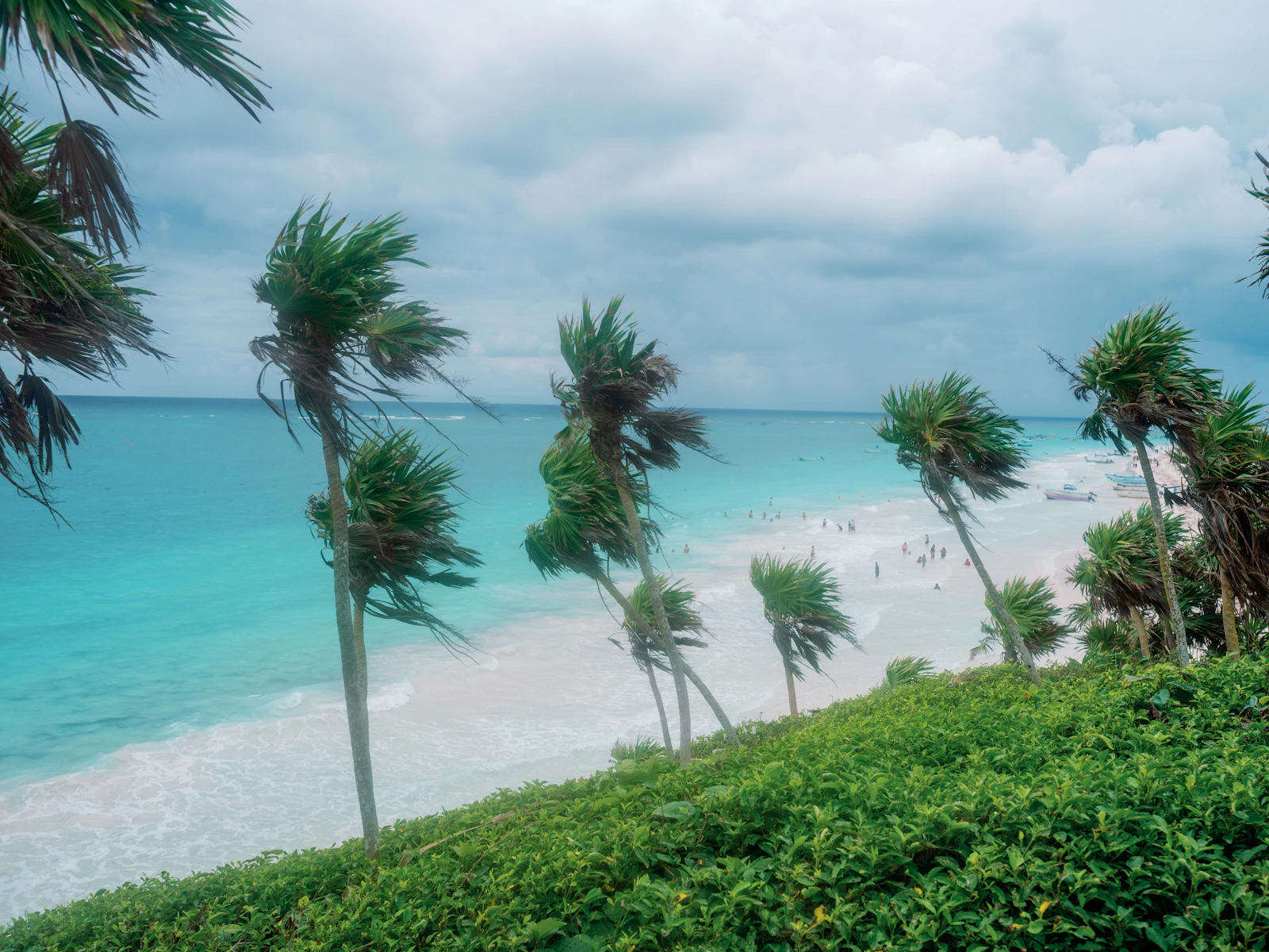 Palme am Karibikstrand von Tulum in Mexiko im Februar