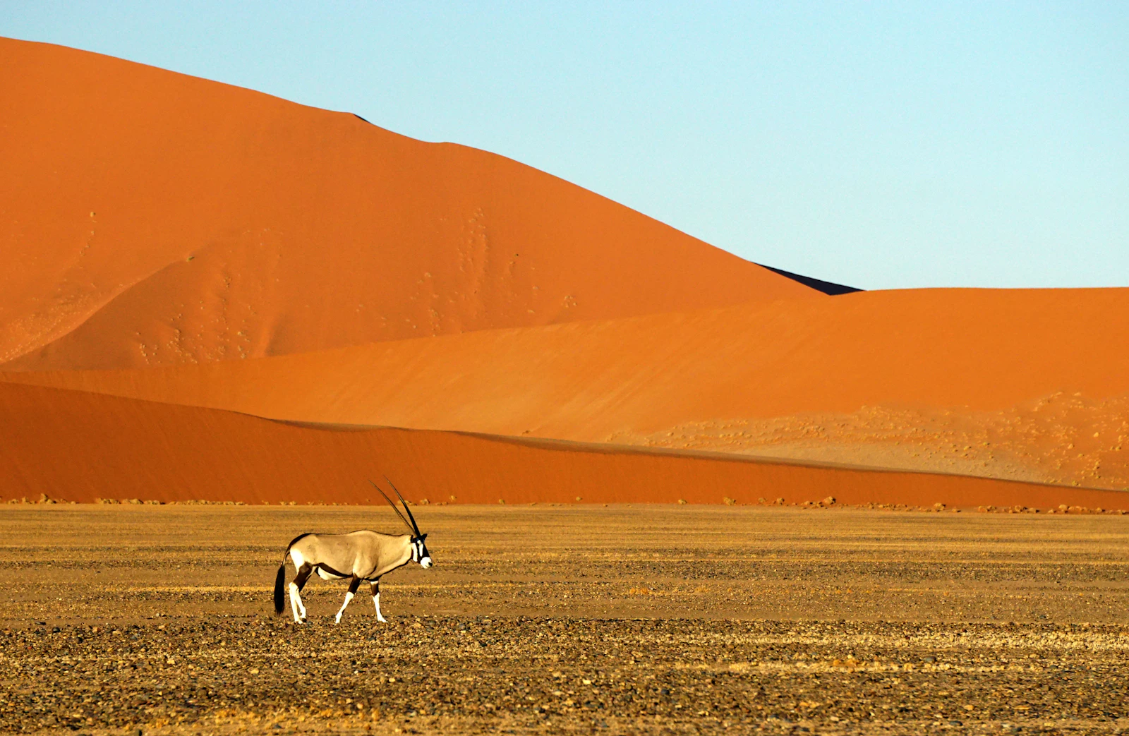 Oryx-Antilope in der Wüste von Sossusvlei in Namibia im September